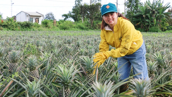 Thu nhập hơn 450 triệu đồng từ trồng dứa