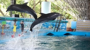 Trải nghiệm trọn gói cho kỳ nghỉ tại Tuần Châu Park Quảng Ninh