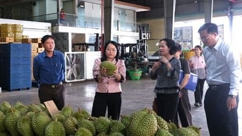 Lối đi nào để ngành hàng sầu riêng phát triển bền vững?: Mở lối cho ngành hàng sầu riêng (Kỳ cuối)