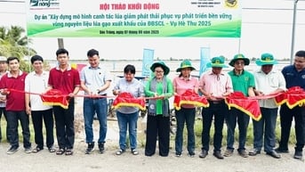 Bình Điền đẩy mạnh Dự án "Xây dựng mô hình canh tác lúa giảm phát thải phục vụ phát triển bền vững"