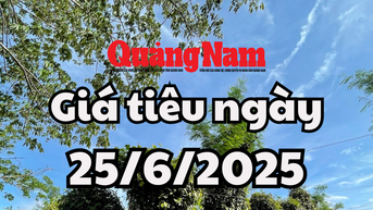 Giá tiêu hôm nay 25/6/2025 đang ở mức đáy thấp nhất trong 12 tháng qua