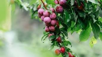 Hè về hái mận ruby chín đỏ trong vườn ở Mộc Châu