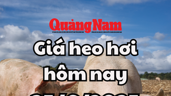 Giá heo hơi hôm nay 25/6/2025 miền Nam vẫn nóng ở đỉnh 73.000 đồng/kg