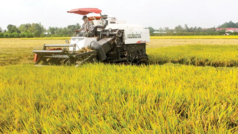 Đảm bảo sản xuất an toàn, hiệu quả các vụ lúa trong năm
