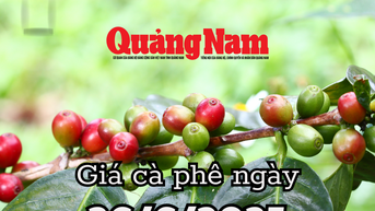 Giá cà phê hôm nay 26/6/2025: Vỡ đáy bởi nguồn cung toàn cầu dồi dào