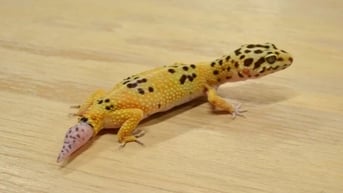 Khả năng tái tạo của động vật mở ra cơ hội chữa bệnh cho con người