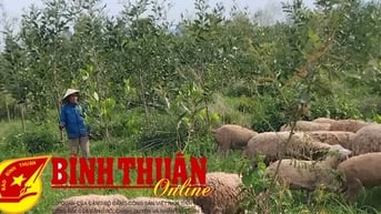 Chương trình MTQG phát triển kinh tế - xã hội vùng đồng bào dân tộc thiểu số và miền núi: Khởi sắc đồng bào vùng cao