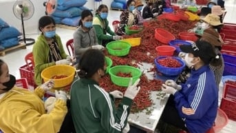 Tổng điều tra nông thôn, nông nghiệp 2025 sẽ bắt đầu từ ngày 1/7/2025