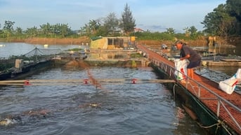 Giá cá tại Hải Dương xuống thấp
