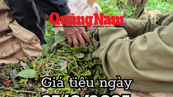 Tin tức, dự báo giá tiêu ngày mai 27/6/2025 vượt rào lên đỉnh 130.000 đồng/kg