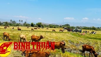 Nửa đầu năm 2025: Hoạt động chăn nuôi chuyển biến tích cực
