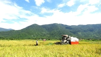 Nông dân Vạn Ninh hoàn thành xuống giống lúa hè thu