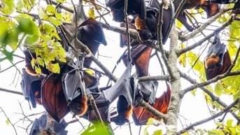 Những ngôi chùa độc đáo ở miền Tây: Nơi cư trú gần 50 năm của dơi quạ