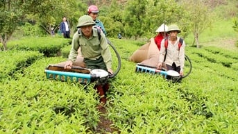 Hiệu quả từ chuyển đổi cơ cấu cây trồng, vật nuôi ở Tam Đường