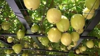 Các Nghị định thư tạo bước tiến cho xuất khẩu nông sản sang thị trường Trung Quốc