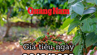 Giá tiêu hôm nay 26/6/2025 Đắk Lắk và Đắk Nông thêm nhiệt ở mức đỉnh 126,000 đồng/kg