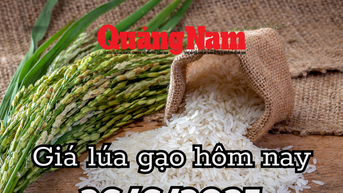 Giá lúa gạo hôm nay 26/6/2025 xuất khẩu Việt mất giá 3 USD/tấn, Thái Lan rung chuông báo động