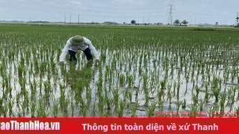 Xử lý rơm rạ bằng công nghệ vi sinh làm tăng độ phì nhiêu cho đất