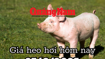 Giá heo hơi hôm nay 27/6/2025: Miền Nam độc chiếm đỉnh 73.000 đồng/kg