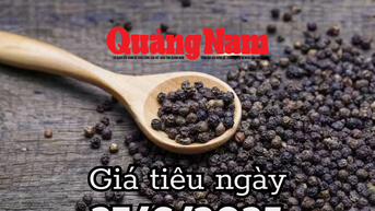Giá tiêu hôm nay 27/6/2025 lo ngại nguồn cung sụt giảm đẩy giá tăng