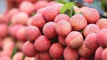 Gỡ khó cho nông sản xuất khẩu chính vụ