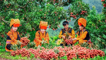Mở rộng thị trường cho nông sản Việt: Không thể chỉ trông chờ vào mùa vụ