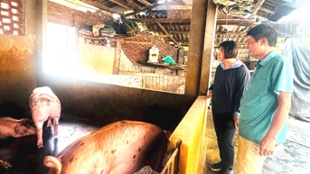 Hai Duong ការពារយ៉ាងសកម្មពីជំងឺប៉េស្តជ្រូកអាហ្រ្វិក