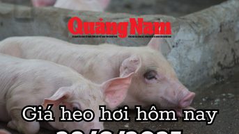 Giá heo hơi hôm nay 28/6/2025: Đỉnh giá 73.000 đồng/kg đã biến mất