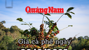 Giá cà phê hôm nay 28/6/2025: Đắk Lắk và Đắk Nông chễm chệ đỉnh giá