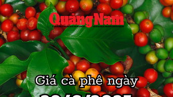 Tin tức, dự báo giá cà phê ngày mai 29/6/2025 cà phê Việt tăng, thế giới chìm trong biển đỏ