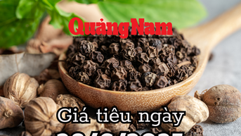 Giá tiêu hôm nay 28/6/2025 Bà Rịa, Đắk Lắk, và Đắk Nông đuổi sát nút