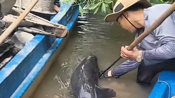 Giải cứu cá heo bị thương trên sông Gành Hào