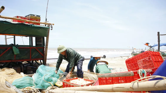 Nhọc nhằn nghề khai thác tép biển