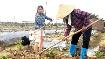 Hải Dương hỗ trợ thuê đất cho 39 chủ thể sản xuất hàng hóa lớn