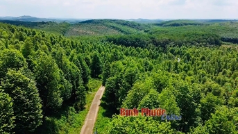 Do Bau 'យកឈ្នះ' អ្នកចូលចិត្តឈើគ្រញូង