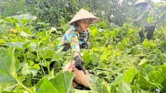 Bat Xat ពង្រីកគំរូបន្លែសរីរាង្គ