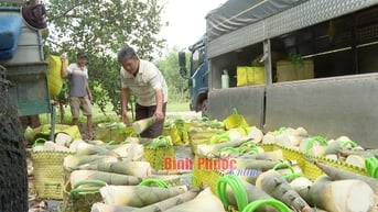 Thu nhập khá từ trồng tre lấy măng