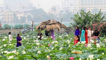 Mùa sen ở hồ Tây