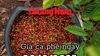 Tin tức, dự báo giá cà phê ngày mai 30/6/2025 thời điểm vàng để quyết định