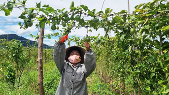 Chanh dây vàng hương mật ong: Vị ngọt từ nông nghiệp sạch