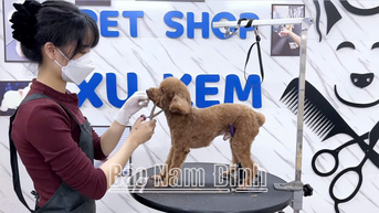 Dịch vụ chăm sóc thú cảnh