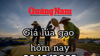 Giá lúa gạo hôm nay 29/6/2025 Nhật Bản khát gạo, cơ hội vàng cho xuất khẩu Việt Nam