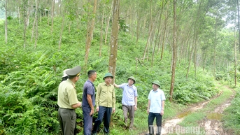 Tăng sức cạnh tranh từ rừng FSC