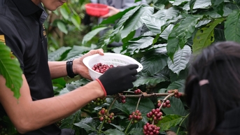 Giá cà phê hôm nay 3/6/2025: Giữ giá mức thấp