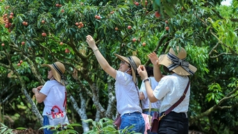 Phát triển du lịch trải nghiệm “Vải thiều Lục Ngạn - Tinh hoa trái cây Việt"