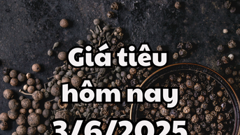 Giá tiêu hôm nay 3/6/2025 tiếp đà phục hồi tăng mạnh