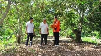 Lợi nhuận khá nhờ chôm chôm vụ trễ