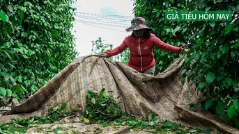 Giá tiêu hôm nay 3/6/2025: Tăng nhẹ trở lại