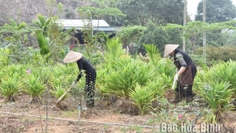 Hợp tác xã thảo mộc xanh mang lại sinh kế bền vững