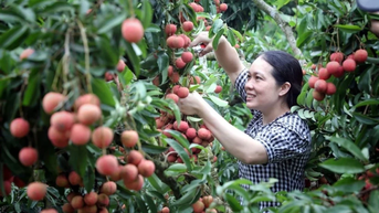 Mùa vải 2025: Sản lượng kỷ lục, kịch bản tiêu thụ và xuất khẩu ra sao?